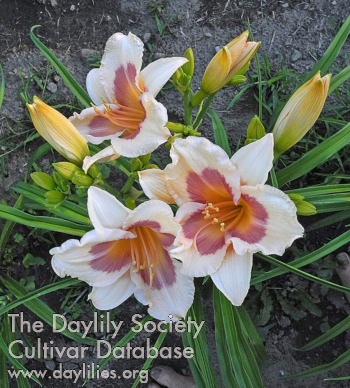 Olallie Kendall Marie AHS image