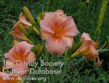 Olallie Lillian Jane AHS image