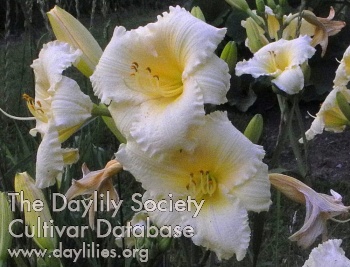 Olallie Mander's Summer Smile AHS image