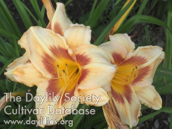 Olallie Michele's Garden Meme AHS image