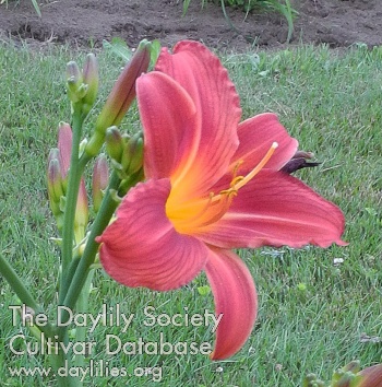 Olallie Mr Dick AHS image