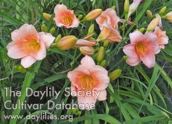 Olallie Noralee AHS image