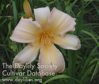 Olallie Rosemary Burgess AHS image