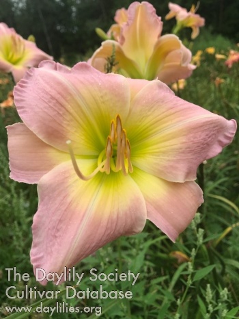 Aberfoyle Blush