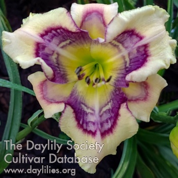 Spacecoast Fact or Fiction - American Daylily Society