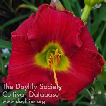 Spacecoast Little Red Ninja AHS image