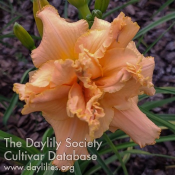 Spacecoast Pink Parasol AHS image