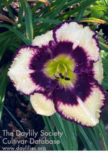 Bogle's Blackberry Winter AHS image