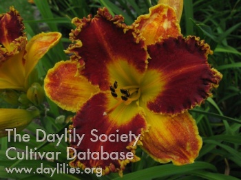 Holsteiner Hot Chili AHS image