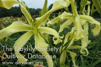 Boitzer Gartenelfe AHS image