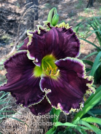 Talquin's Midnight at Oasis AHS image