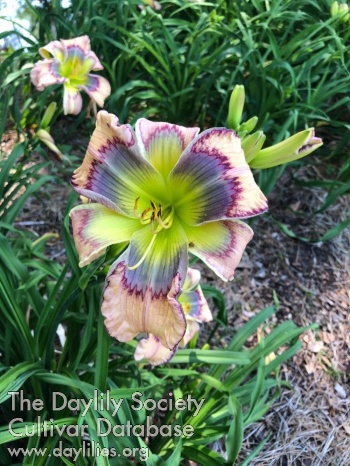 Talquin's Eye Candy AHS image