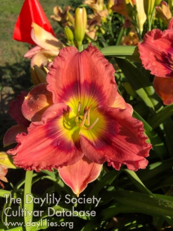 Wild Irish Rose AHS image