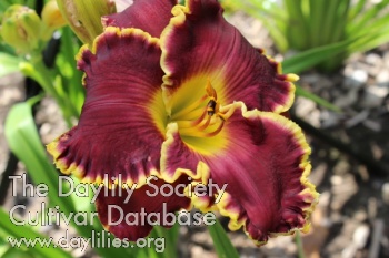Our Sara T. AHS image