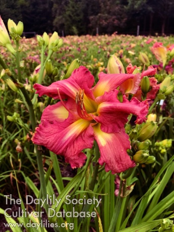 The Pink Bush AHS image