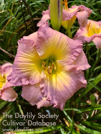 Crintonic Lilac Jewel AHS image