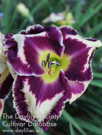 Laurelwood's Boldface AHS image