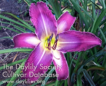 Faceted Amethyst AHS image