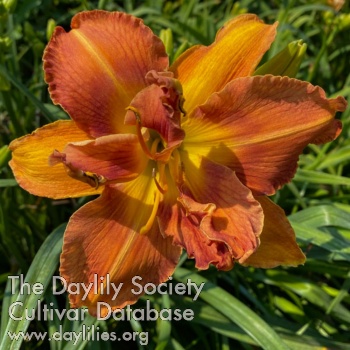 Double Flaming Beauty AHS image