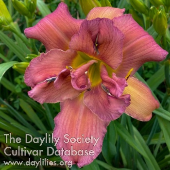 Double Flipper Flapper AHS image