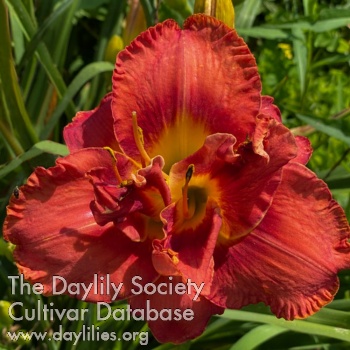Fiery Double Dandy AHS image