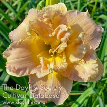 Double Pinkaberry AHS image