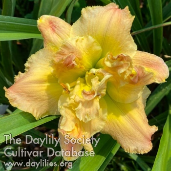 Zena's Heavenly Heart AHS image