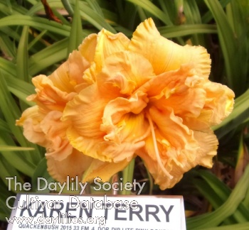 Karen Terry