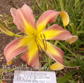 QB's Dawn Marie AHS image