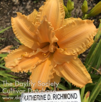 Katherine D. Richmond AHS image