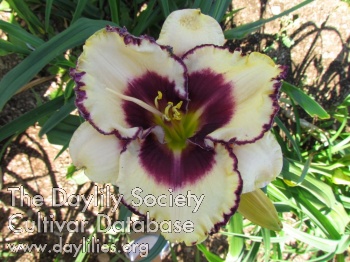 Gregory Passion Contagieuse AHS image