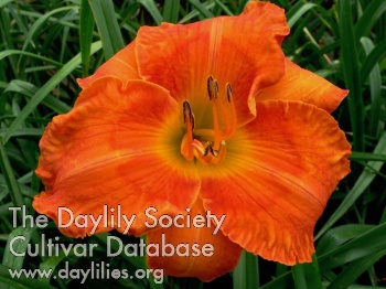 International Orange AHS image