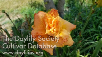 Ide AHS image