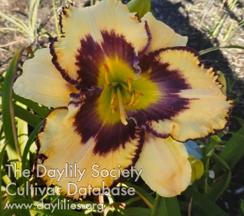 Dilly Bear AHS image