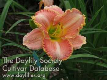 Belle Paysanne AHS image