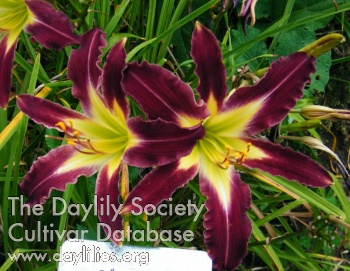 QB's Plum-aria AHS image