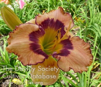 Grandma's Blues AHS image