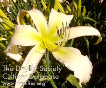 Bloom like There's No Tomorrow AHS image