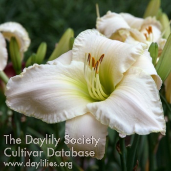 Palladian White AHS image