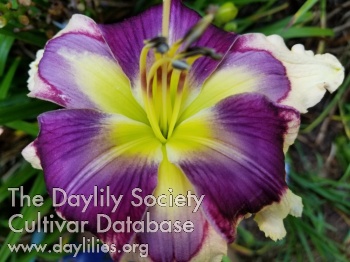 Paradise Pearl S. Buck AHS image