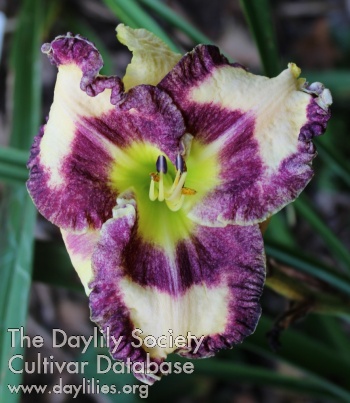 Laurelwood's Ditsy Dots AHS image