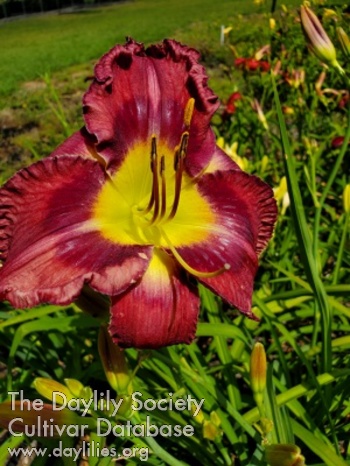 Patsy Sue AHS image