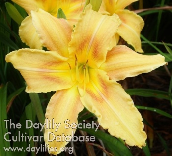 Highview Cheddar Melt AHS image