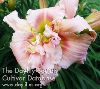 Highview Double Pink Parfait AHS image