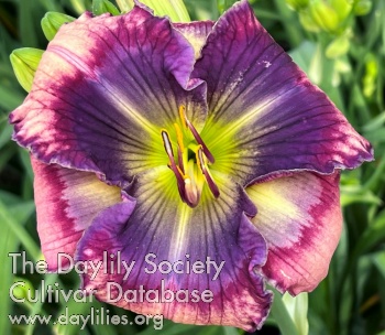 Blurple Masterpiece - American Daylily Society