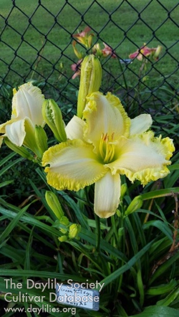 Buddy's Blondy Babe AHS image