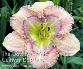 Pastel Wonder AHS image