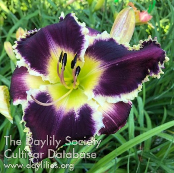 Daniel's Garden AHS image