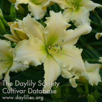 Swiss Vanilla Cream AHS image