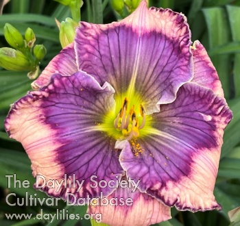 Big Eyed Violet AHS image